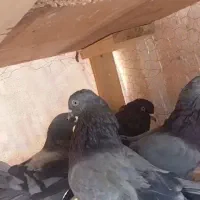 کبوتر