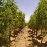 باغ کشاورزی