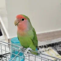 جوجه بالغ طوطی برزیلی نژاد اصیل صورت هلویی