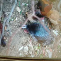 فروش دو عدد بوقلمون ماده ویک عدد هم خروس