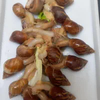 حلزون ۴ تا ۷ سانت ۲۰۰۰۰ تومن