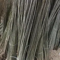 نهال صنوبرارتفاع 4الی 5متراصل رقم خارجی سریع الرشد|خدمات باغبانی و درختکاری|زنجان, |دیوار