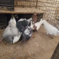 فروش ده تاکفتر رنگی