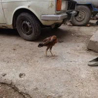 مرغ و جوجه و خروس لاری افغان درج یک