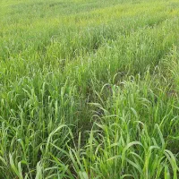 اجاره زمین کشاورزی