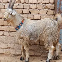بزغاله نر