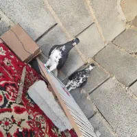 کبوتر|پرنده|زرین دشت (فارس), |دیوار