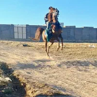 مادیان کرد خالص بامدرک