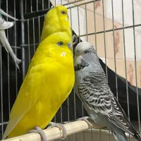 مرغ عشق انگلیسی