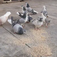 کفتر|پرنده|شاهین‌شهر, گزبرخوار|دیوار