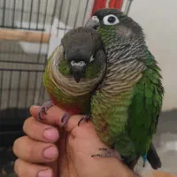 جفت گرینچیک دستی سخنگو