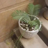 گیاه و گلدان سرو|گل و گیاه طبیعی|قم, شاه ابراهیم|دیوار