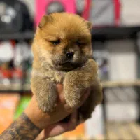 سگ چاوچاو|سگ|تهران, پاسداران|دیوار