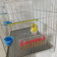 قناری نر یه سرفری ویژه یه سرجیبر|پرنده|ری, فیروزآبادی|دیوار