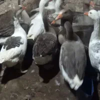 غاز|حیوانات مزرعه|هشترود, |دیوار