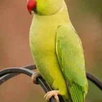 طوطی پرنده