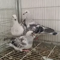 پلاکی شامی.|پرنده|باغ بهادران, |دیوار