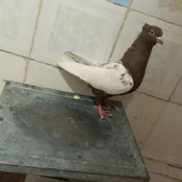 سرته قهوه ای