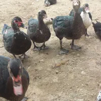 اردک اسرائیلی