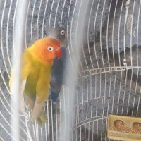 کوتوله|پرنده|اردکان, |دیوار