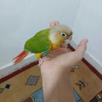 گرینچیک دونخور دستی