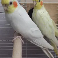 معاوضه عروس هلندی نر با ماده