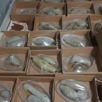 عسل|خوردنی و آشامیدنی|گله دار, |دیوار