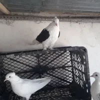 کفتر دوکت سیاه|پرنده|قم, شهرک امام حسین|دیوار