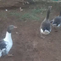 غاز جوان و سرحال