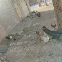 مرغ تخم گذار