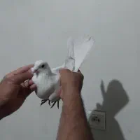 ۶کفترکبوتر پرنده دولاب اصل خالپیس سفید دولابی طلا