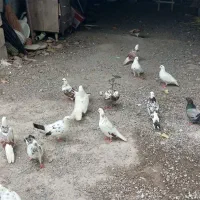کبوتر|پرنده|سنگر, |دیوار