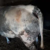 با سلام گوساله گوشتی سفید آبی
