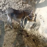 فروش الاغ ماده