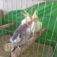 جفت عروس هلندی با جوجه
