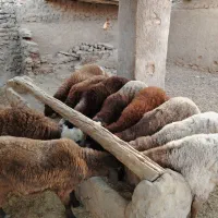 گوسفند و بره