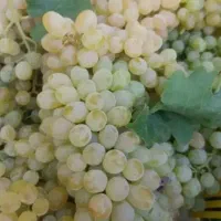 انگور درجه یک