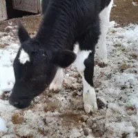 گوساله نر شیری