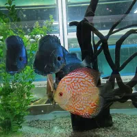 آکواریوم،لوازم جانبی و انواع ماهی‌های زینتی|ماهی|گنبد کاووس, |دیوار