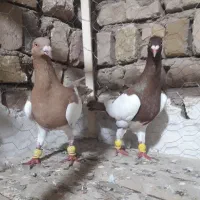 کبوتر یهودی