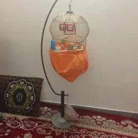 فروش ۲ عدد طوطی برزیلی دستی سالم