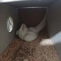 عروس هلندی آلبینو|پرنده|قم, شهرک مهدیه (مدرس)|دیوار