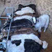 بزغاله ماده