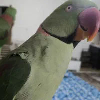 شاه طوطی