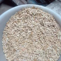 فروش جو وگندم برای دام