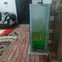 آکواریوم ماهی با وسایل کامل|ماهی|میاندوآب, |دیوار