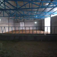 فروش گاوداری