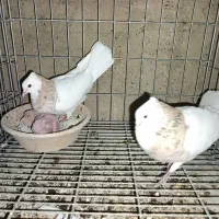 کبوتر طوقی گمشده