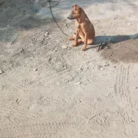 توله ماده|سگ|باقرشهر, |دیوار