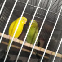 مرغ عشق نر مس مس اماده کار